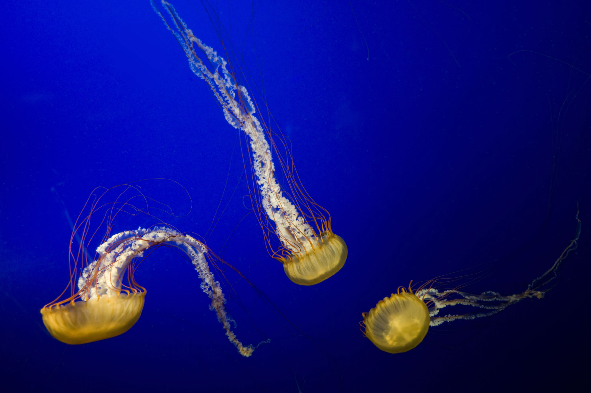 海月水母如何修复非对称