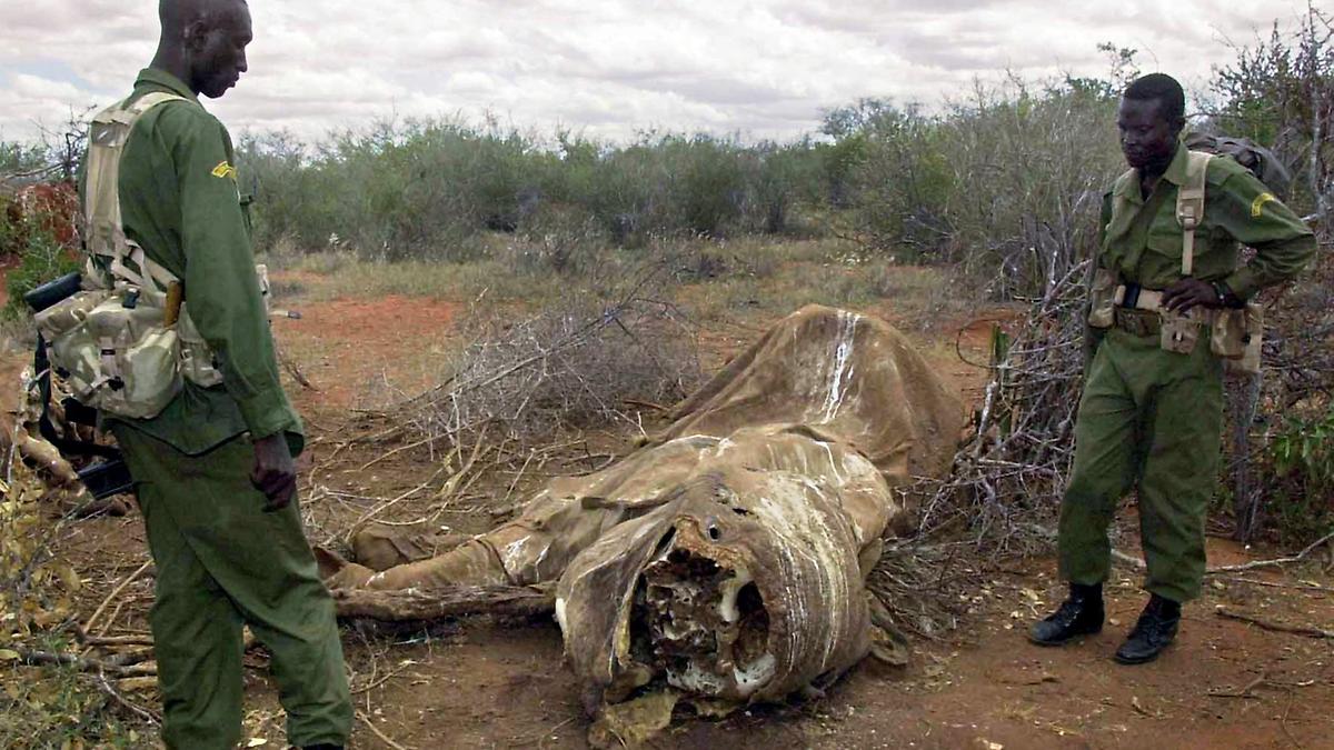 科研人员报告对涉及非法国际野生动物贸易的国家的定量分析