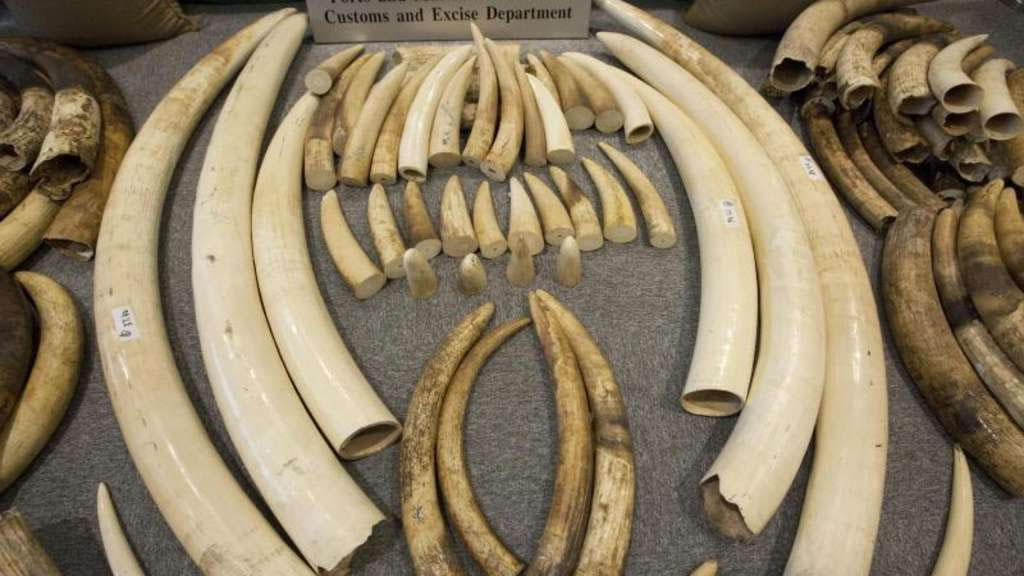 科研人员报告对涉及非法国际野生动物贸易的国家的定量分析