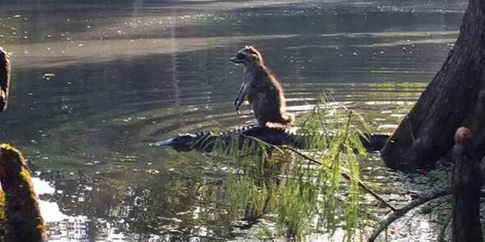 浣熊搭鳄鱼顺风车过河