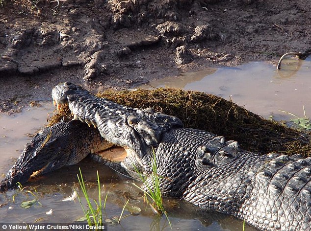 澳洲卡卡杜国家公园小鳄鱼误闯地盘惨遭巨鳄咬死
