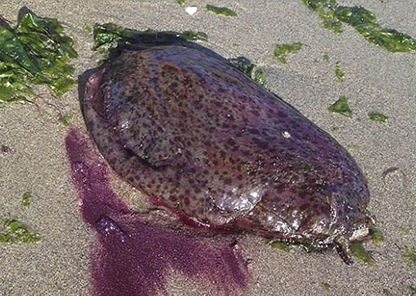 加州海滩近日有大量海蛞蝓被冲上岸