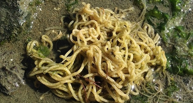 海蛞蝓卵看来像面条