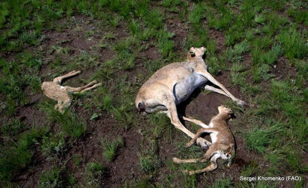 生活在哈萨克斯坦的极度濒危赛加羚羊(高鼻羚羊)突然大批死亡
