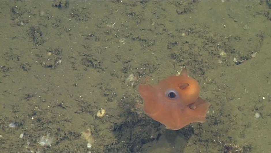 世界上最可爱的小章鱼 科学家建议就叫“萌萌哒章鱼”