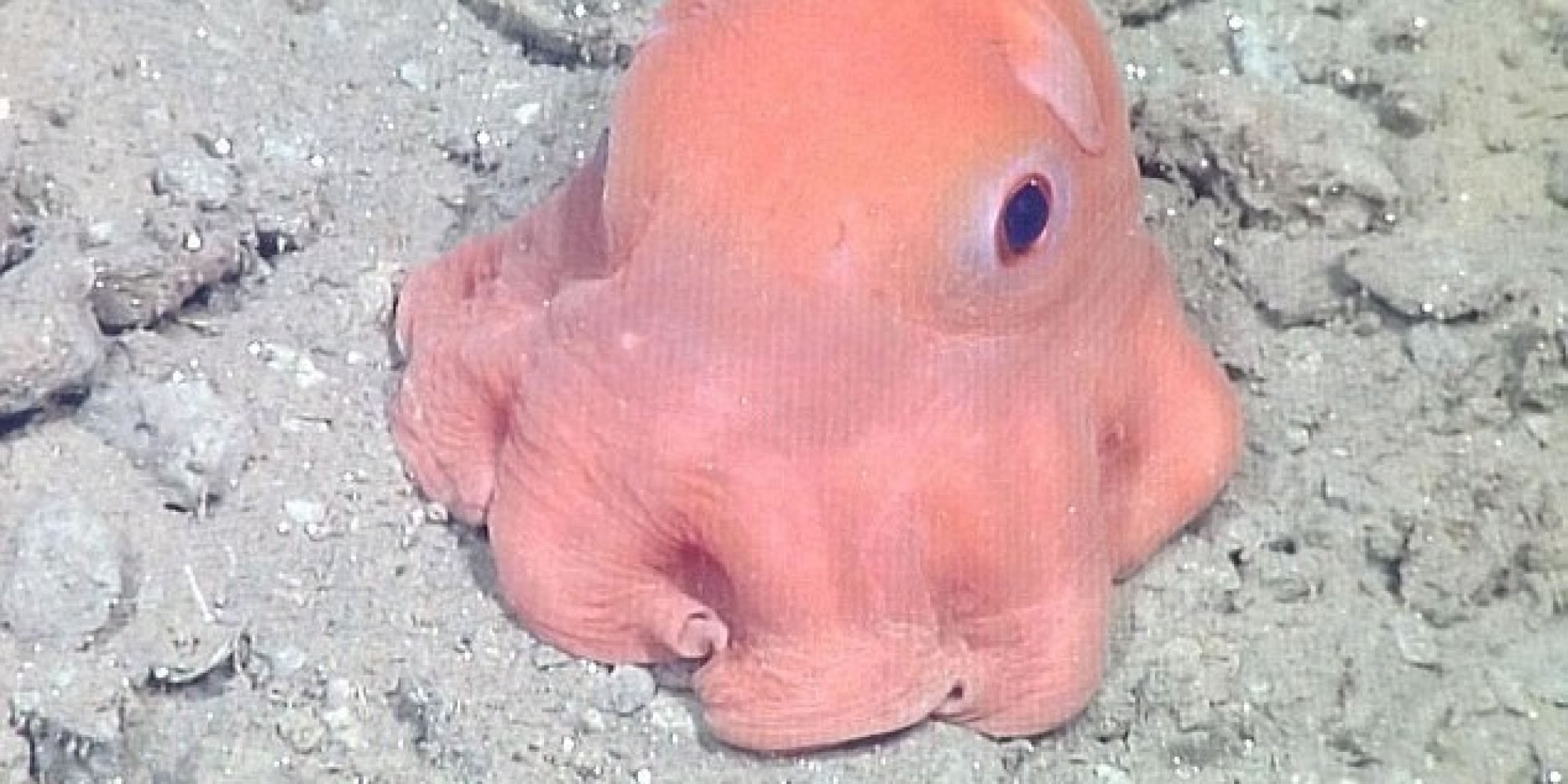 世界上最可爱的小章鱼 科学家建议就叫“萌萌哒章鱼”