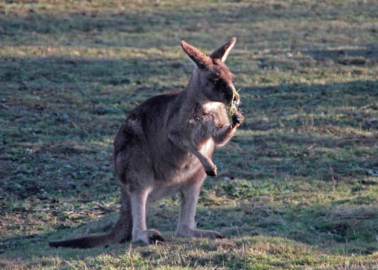 研究发现,袋鼠爱用左手处理日常事务。