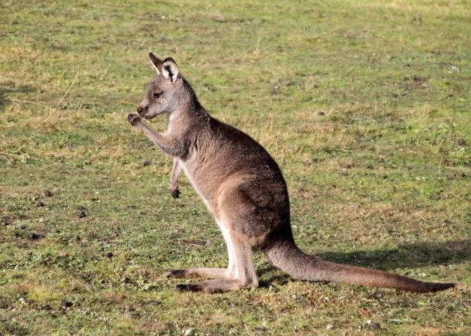 袋鼠脑中欠缺连接左右脑的神经线