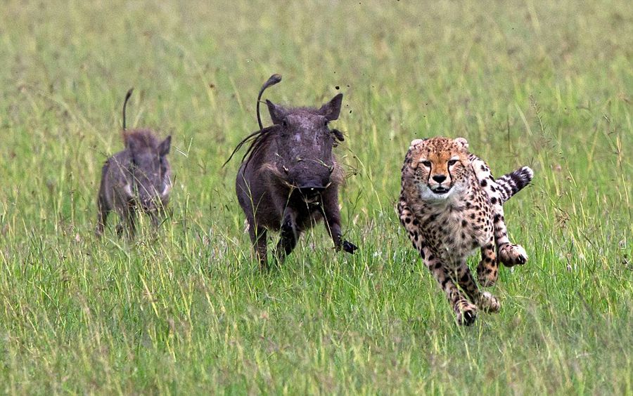 肯尼亚猎豹捕猎不成反被疣猪追赶