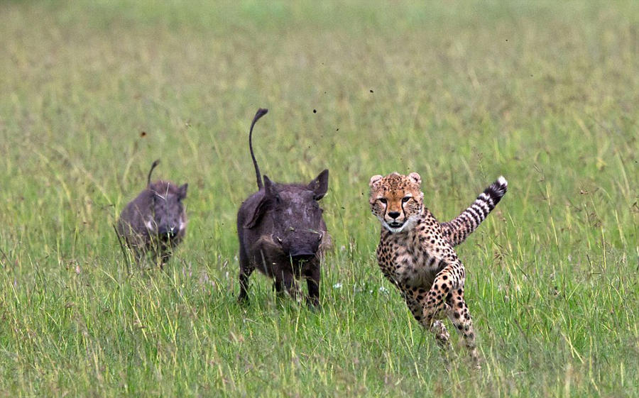 肯尼亚猎豹捕猎不成反被疣猪追赶