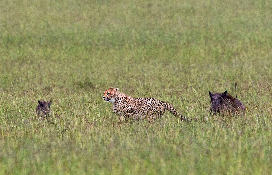 肯尼亚猎豹捕猎不成反被疣猪追赶