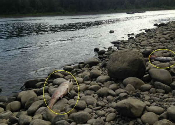 威拉麦特河近日水温高于正常,导致数以计帝王三文鱼死亡。