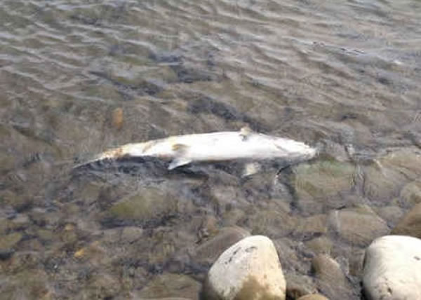 当局指水温轻微改变已对三文鱼的生态造成影响。