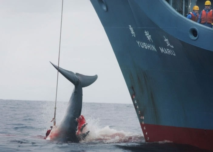 日本经常在南极捕鲸