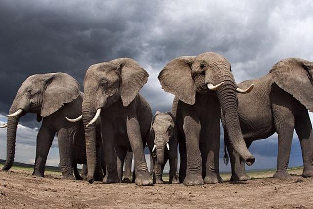 �����о�����������һ����ѧ��С�飬���ǶԵ������ֵ���ʧ�ٶȽ������о������ֱ��������̿��˽�100��