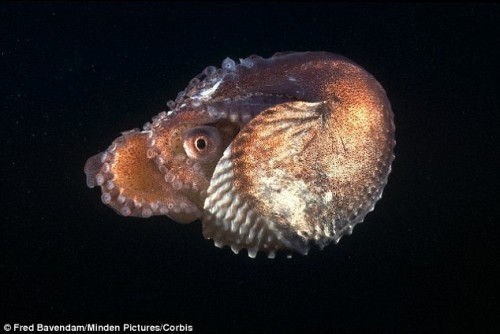 英国生物学会举行“最怪异动物性行为”选举:阴茎可以与身体分离的亚尔古章鱼夺冠