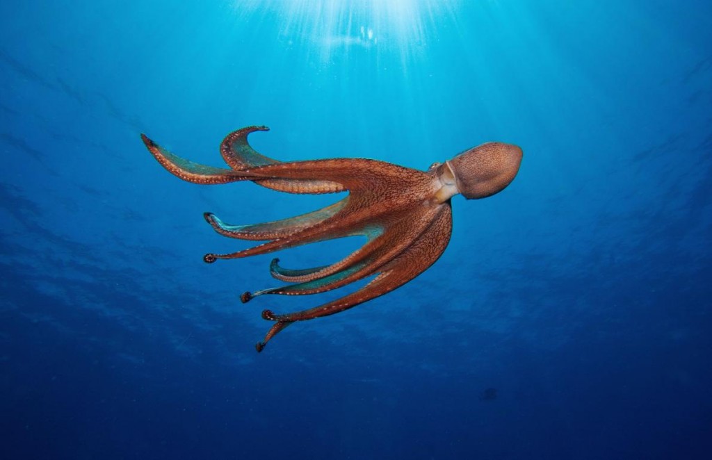 在夏威夷外海,一只章鱼衬着蓝蓝的大海漂浮着。这种软体动物聪颖、爱玩,又充满了惊奇。本书作者赛‧蒙哥马利这么说。 Photograph by Davi