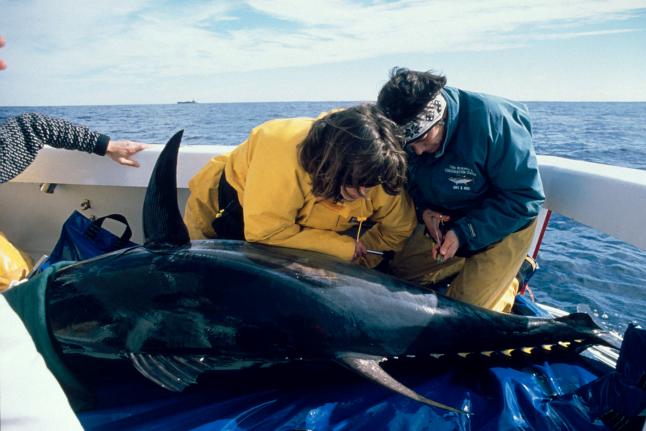 太平洋蓝鳍金枪鱼