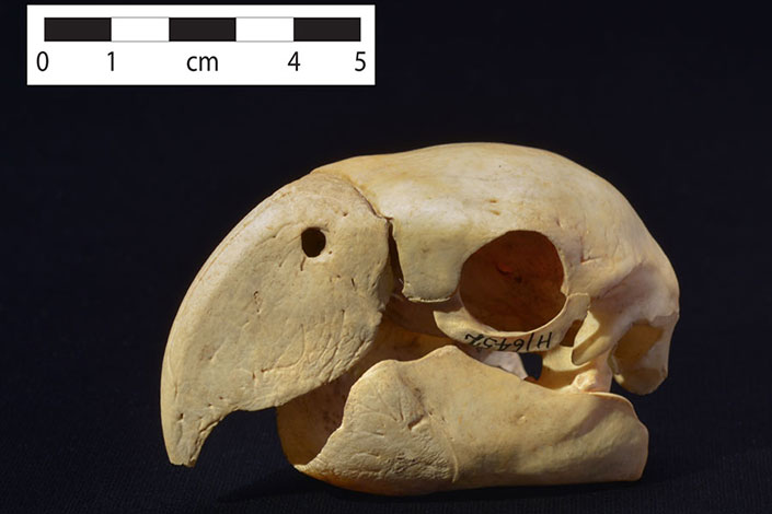 绯红金刚鹦鹉与查科峡谷的社会复杂性