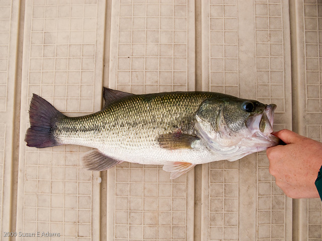辐鳍鱼(大口黑鲈)用于游泳的肌肉可能也用于推动觅食