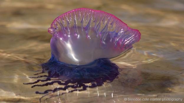 ��һ���ֻ������˷��������о޴����͵Ŀ���ԭ�򣬼������������ʧ�������ٶȸ��������԰���������Ӧ���ԵĻ�����������ֻ�ڰ�����в�ʳ���������ǻ���ڴ�Լ20����ȵ�