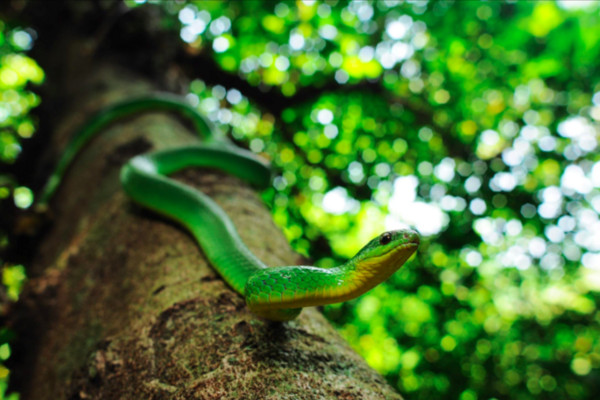 蛇生存在世上的目的,从来不是「攻击人」。(图/汪仁杰提供)