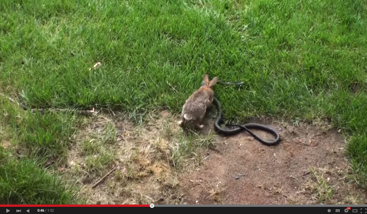 兔妈妈为保护小兔子挺身而出与北美食鼠蛇打斗