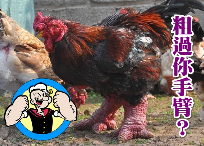 成年的东涛鸡,脚部可粗过人的手臂。