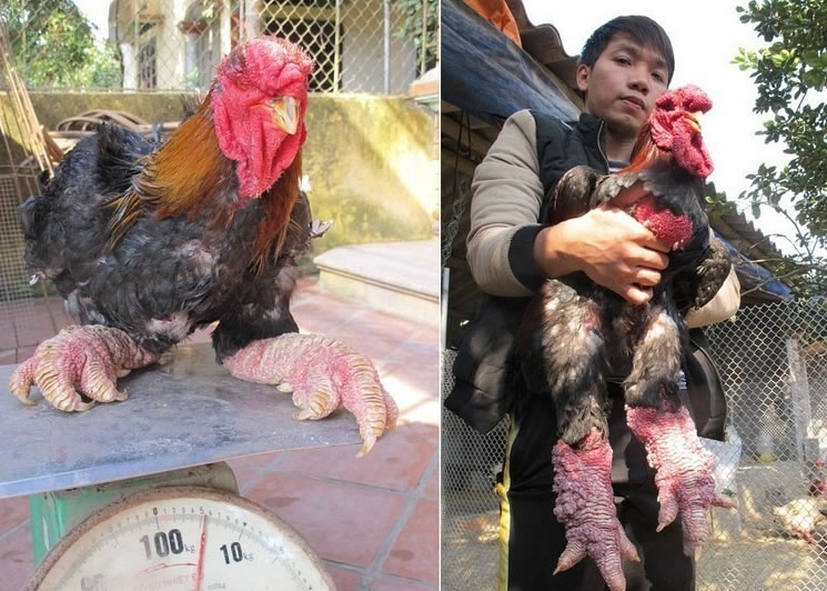 东涛鸡的斤两及腿力惊人