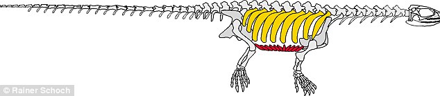 “祖龟”Pappochelys骨架复原图