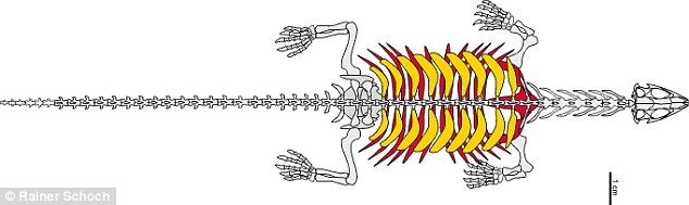 “祖龟”Pappochelys骨架复原图