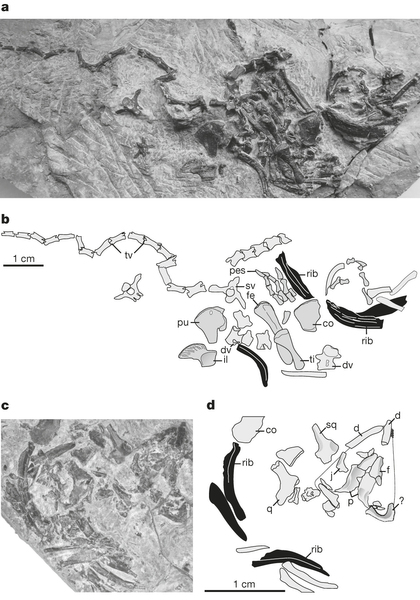 “祖龟”Pappochelys化石