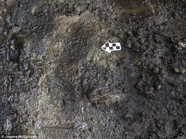 加拿大西海岸卡尔弗特岛发现北美最早古人类脚印化石 距今1.32万年