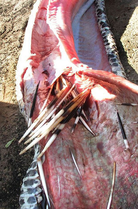 南非伊兰徳禁猎区非洲岩蟒吞豪猪被“开膛破肚”