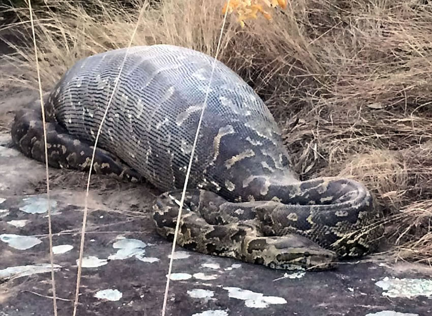 南非伊兰徳禁猎区非洲岩蟒吞豪猪被“开膛破肚”