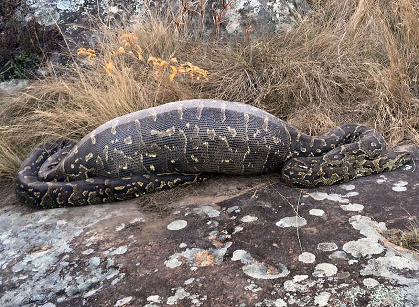 南非伊兰徳禁猎区非洲岩蟒吞豪猪被“开膛破肚”