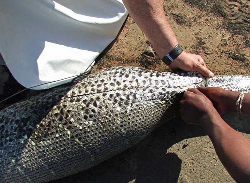 南非伊兰徳禁猎区非洲岩蟒吞豪猪被“开膛破肚”
