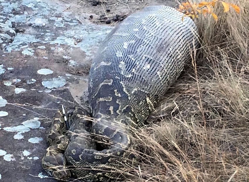 南非伊兰徳禁猎区非洲岩蟒吞豪猪被“开膛破肚”