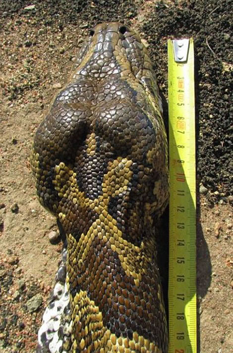 南非伊兰徳禁猎区非洲岩蟒吞豪猪被“开膛破肚”