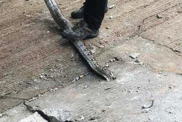 泰国普吉岛一条3米长巨蟒被卡在排水沟井盖的洞里