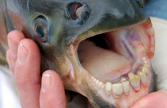 美国新泽西州湖泊惊现“切蛋鱼”——锯腹脂鲤