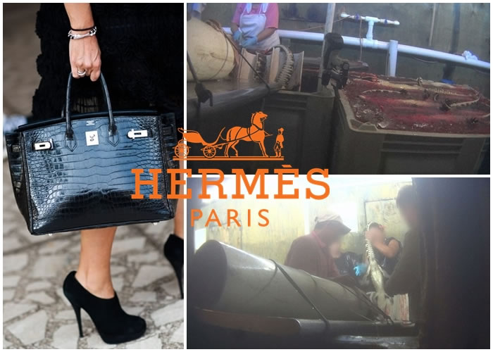 PETAԱ͵ƤϼͼͼΪƤִ