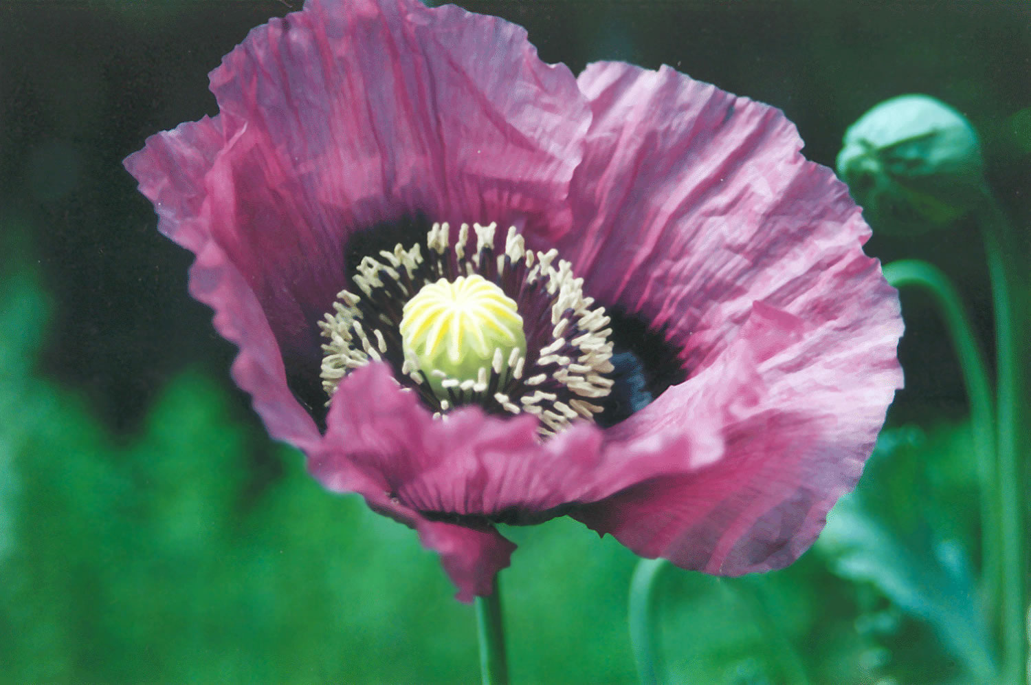 罂粟植物Papaver somniferum