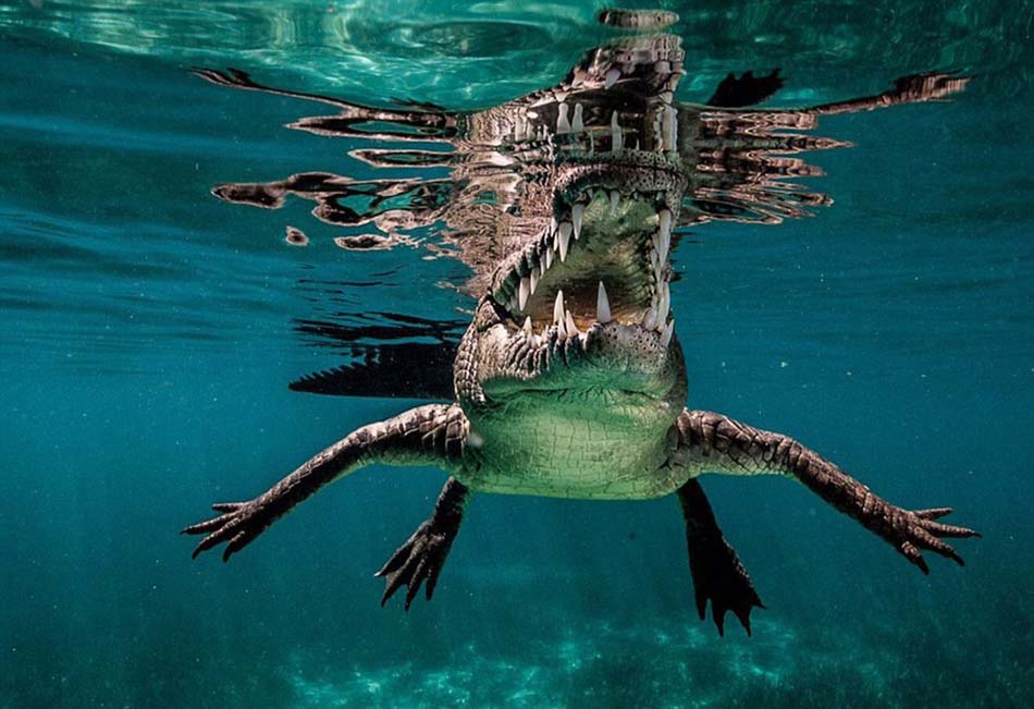 ��Ӱʦ�ڹŰ�Ů����԰����԰ץ������ȴ����ˮ����ʳ�ߡ�����ˮ��