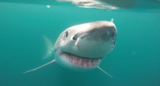 美国渔船遭大白鲨环绕“视察”