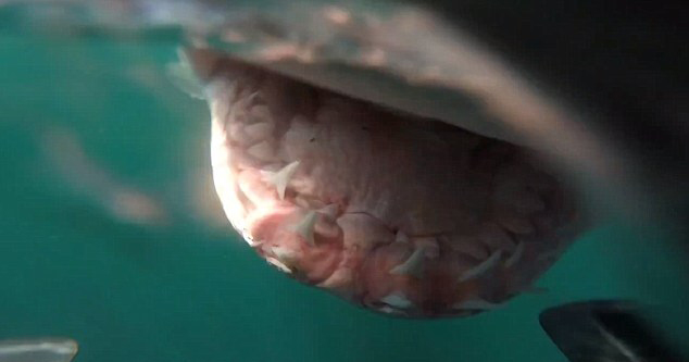 美国渔船遭大白鲨环绕“视察”