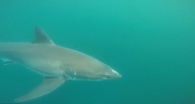 美国渔船遭大白鲨环绕“视察”