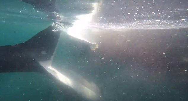 美国渔船遭大白鲨环绕“视察”