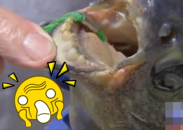 罗西父子钓起了一条阉割睾丸鱼