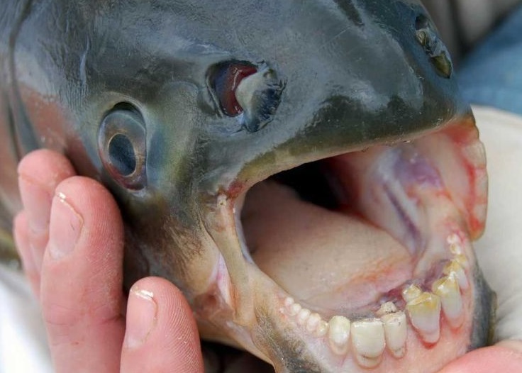 阉割睾丸鱼它们的牙齿虽不及肉食性食人鱼般锋利,但是十分坚固,正好用来除去果实或种子外壳。